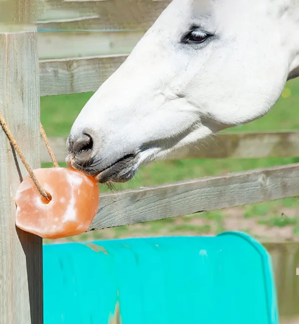 (Weight 3-5 Kg) Rs. 170