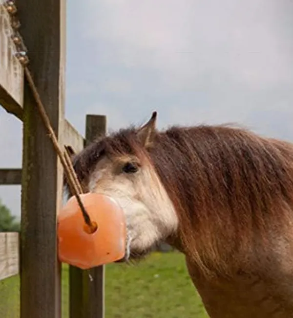 (Weight 2-3 Kg) Rs. 140